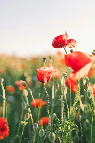 photo by Agnese Rudzīte(https://unsplash.com/@agneserudzite?utm_source=templater_proxy&utm_medium=referral) on Unsplash